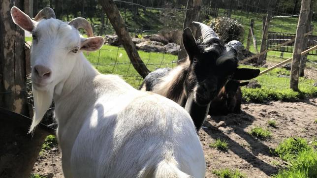 La chèvrerie de Nesle-la-Reposte accueille les visiteurs les mercredis, samedis et dimanches de 15heures à 18h30