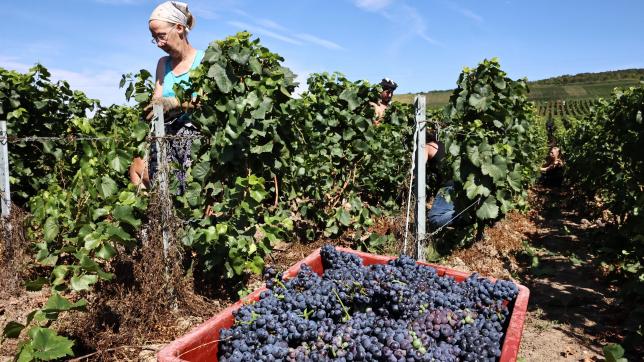 Les emplois proposés visent des métiers dans la vigne mais pas uniquement. Lafilière cherche beaucoup de profils différents.