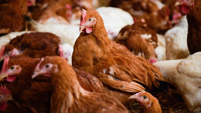 Les poulets vont rester enfermés dans 67 communes de l’Aube.