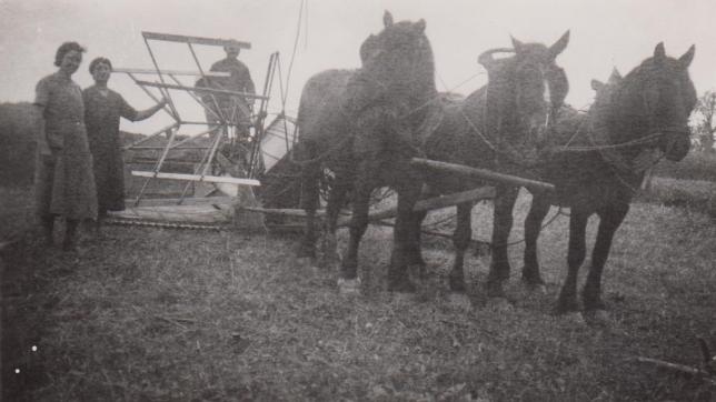 Les chevaux étaient omniprésents pour les travaux agricoles lors de le Seconde Guerre mondiale.