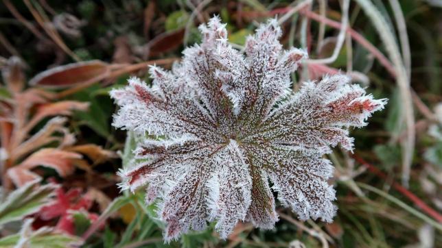 the-first-frost-g7fd3397a0_1280