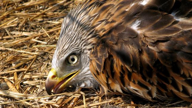 Le milan royal est classé « vulnérable » sur la liste rouge des oiseaux de France métropolitaine, raison pour laquelle le bridage des éoliennes est enclenché en cas de découverte d’un cadavre.
