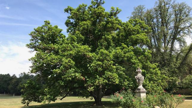 Star du parc de l’abbaye de Trois-Fontaines, le grand magnolia est somptueux en floraison, et majestueux en tenue d’été.