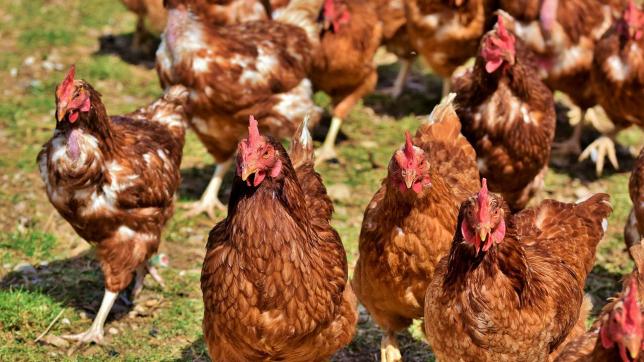 Malgré le stress lié au confinement à cause du risque de grippe aviaire, le taux de ponte quotidien des 25 000 poules est à 94%.