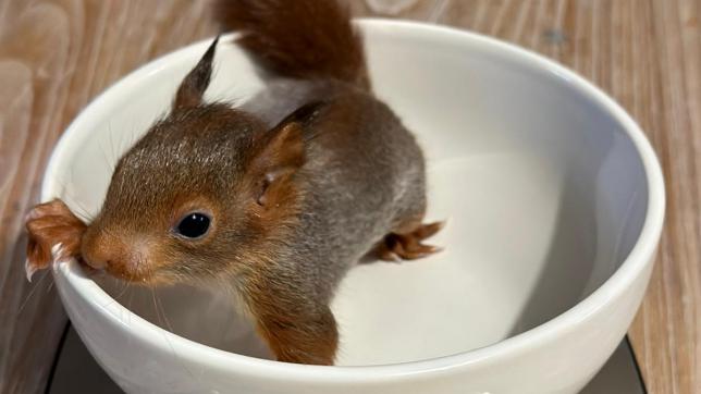 Un adorable bébé écureuil de quelques dizaines de grammes.