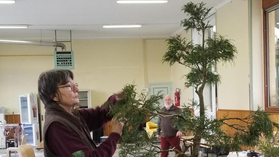 À VivierauCourt, les bonsais n’ont plus de secrets pour eux