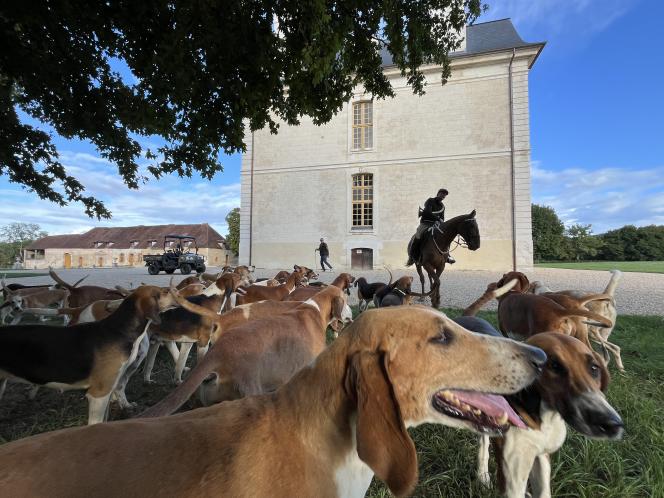 Le flair de ces Poitevins, leur lignée et la cohésion de la meute est le secret pour ce type de vénerie.