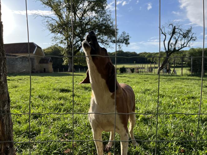 Quelques chiens exclus de cette sortie, se sont fait entendre.